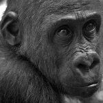 Monkey - black and white photo